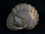 Very Detailed Enrolled Barrandeops (Phacops) Trilobite #4737-1